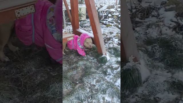 Американские булли. Прогулка смотреть онлайн