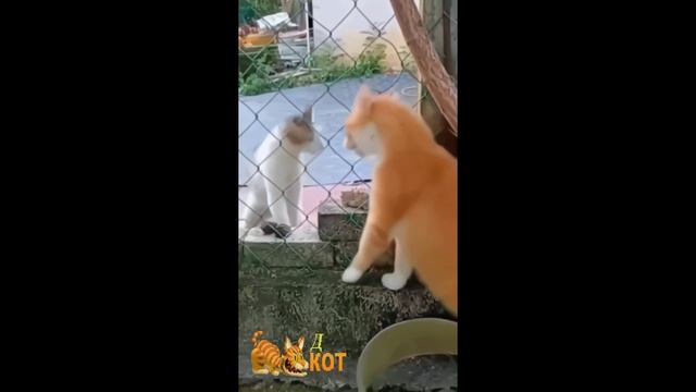 забавные котики - сражённый красотой смотреть онлайн