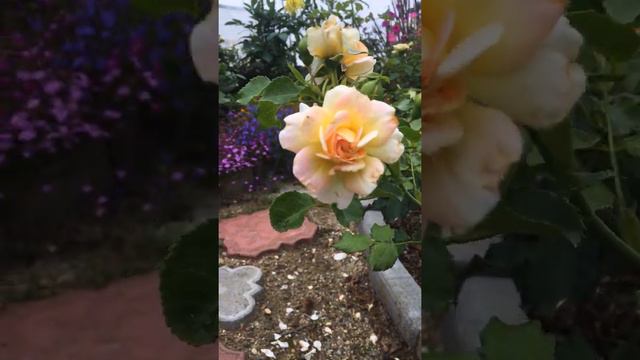 Лобелия смотреть онлайн