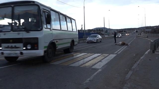 Коровы и лошади всё чаще становятся причиной ДТП смотреть онлайн
