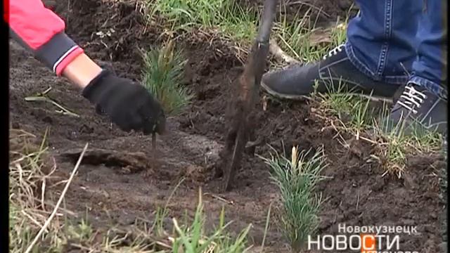 Кедровый лес посадили в Новокузнецке смотреть онлайн