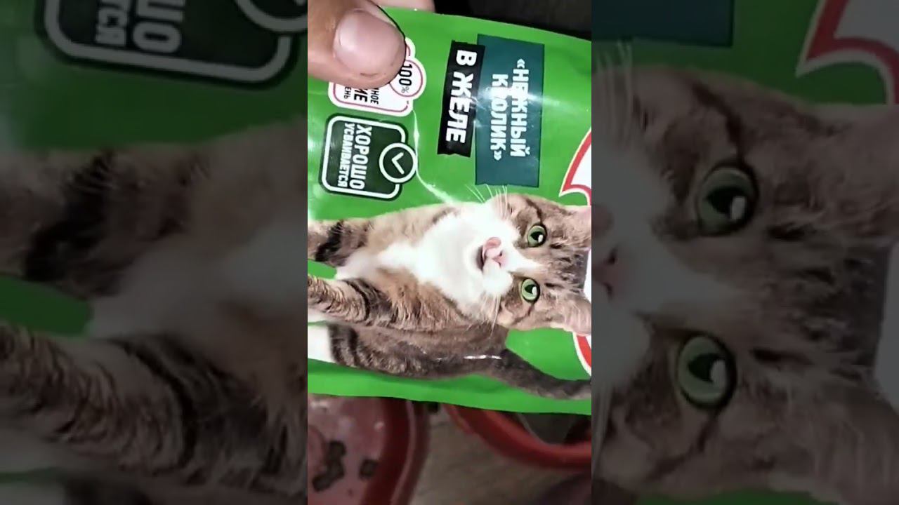 Даю кошке KiteKat #рек #рекомендации #kitekat