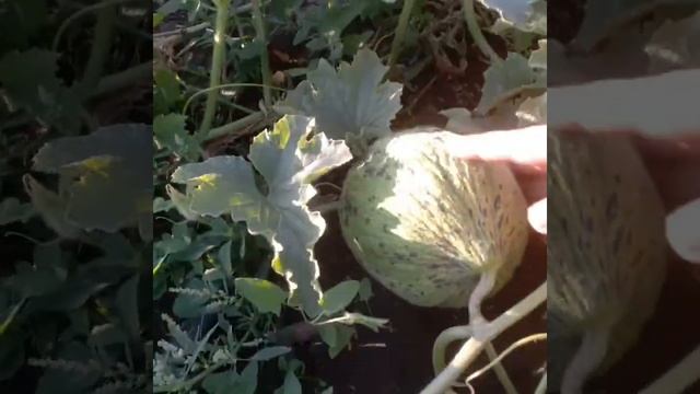 Зимняя дыня пьель де сапо Кыркаач Bursa Tohum смотреть онлайн