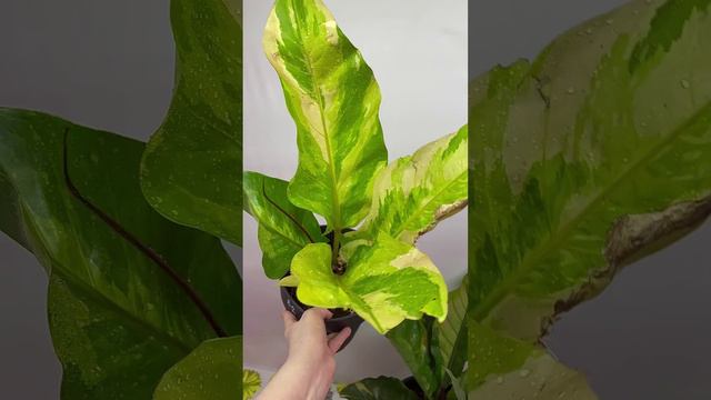 anthurium variegated #anthurium variegated #anthurium смотреть онлайн