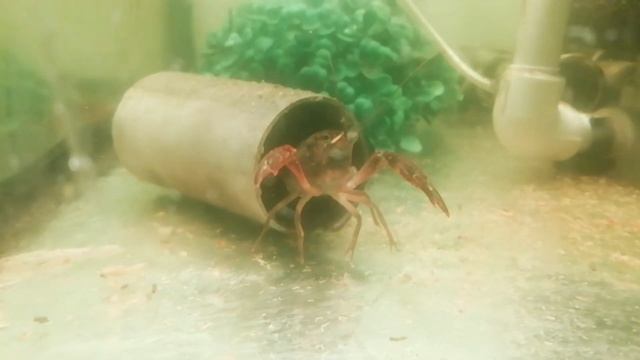 кормим личинку личинкой)) Макробрахиум Розенберги, флоридский рак смотреть онлайн