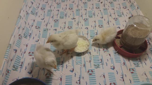 Цыплята 🐥🐤🐥растут смотреть онлайн