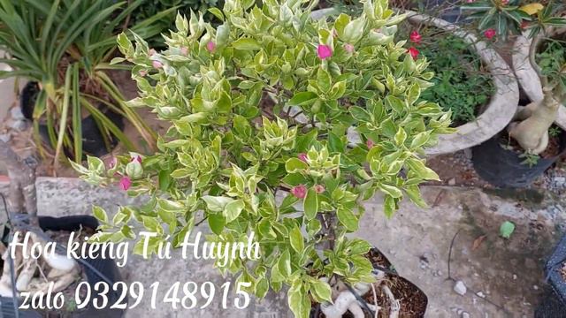 25/12 lên lô số 20 giống mới siêu hót .lh đặc giống 0329148915 смотреть онлайн