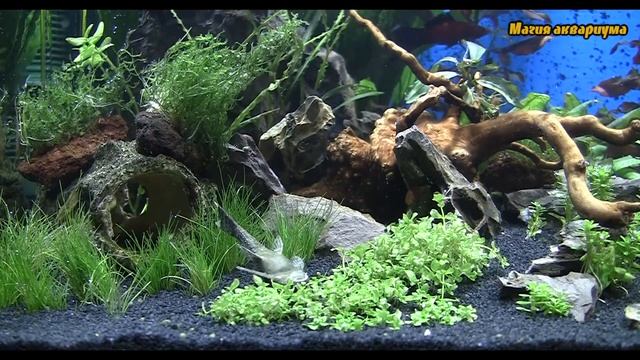 Перекись водорода в аквариуме | Как применять перекись водорода | Почему умерли рыбы в аквариуме смотреть онлайн