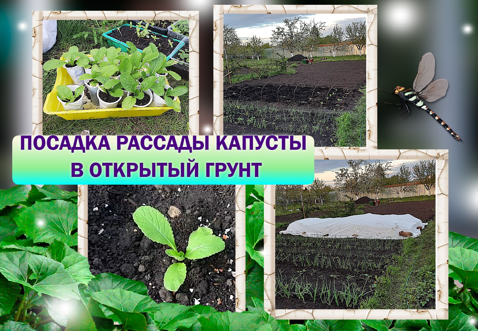 ✅?Посадка рассады Летней капусты в грунт 15 мая