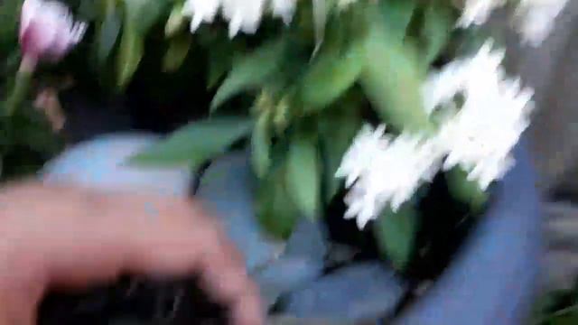 HOW I MADE MY URNS!!! (update Of The Gladiolus)