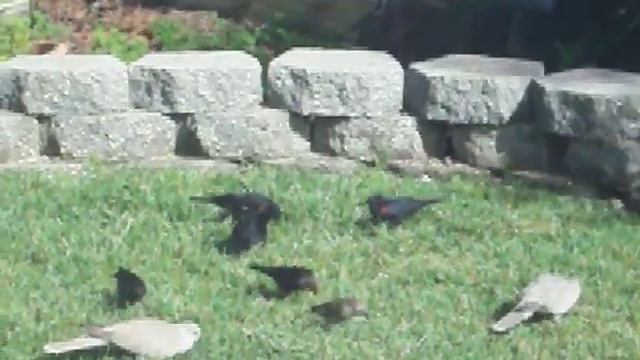 bird watching california pigeons black birds blue bird смотреть онлайн