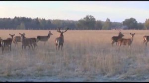 Охота с луком на секача.