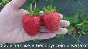 Эвис Делайт, ремонтантный сорт клубники