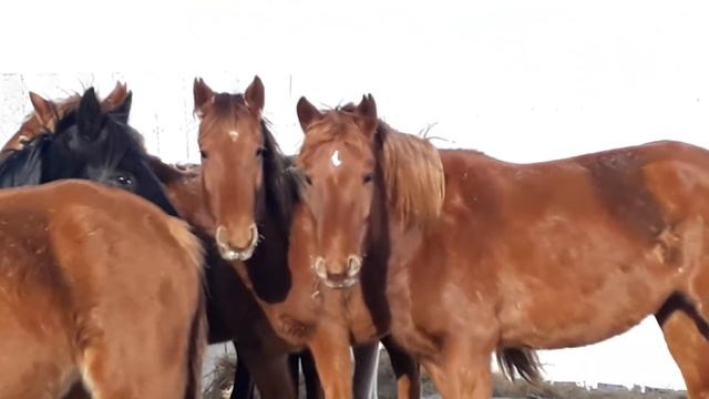 Косяк жеребца Шрам. Выкидыш у Кобыл 18.01.19 смотреть онлайн