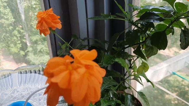 Знакомьтесь - мои комнатные, цветущие растения/ цветы 2. Небольшой балконный обзор №2 смотреть онлайн