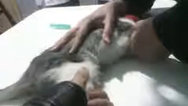 отравления кота смотреть онлайн