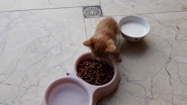 Нашли ДВУХ КОТЕНКА, ОТ КОТОРЫХ ОТКАЗАЛАСЬ Мама Кошка. смотреть онлайн
