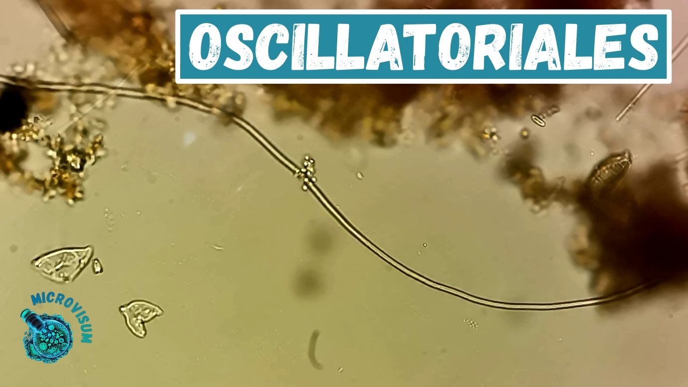 Цианобактерии смотреть онлайн