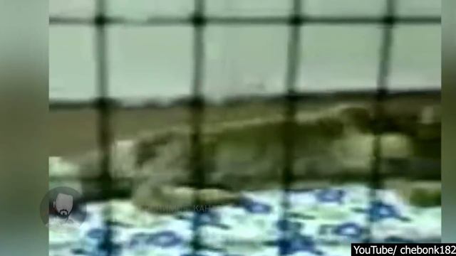 7 Страшных видео страшнее фильма ужасов смотреть онлайн