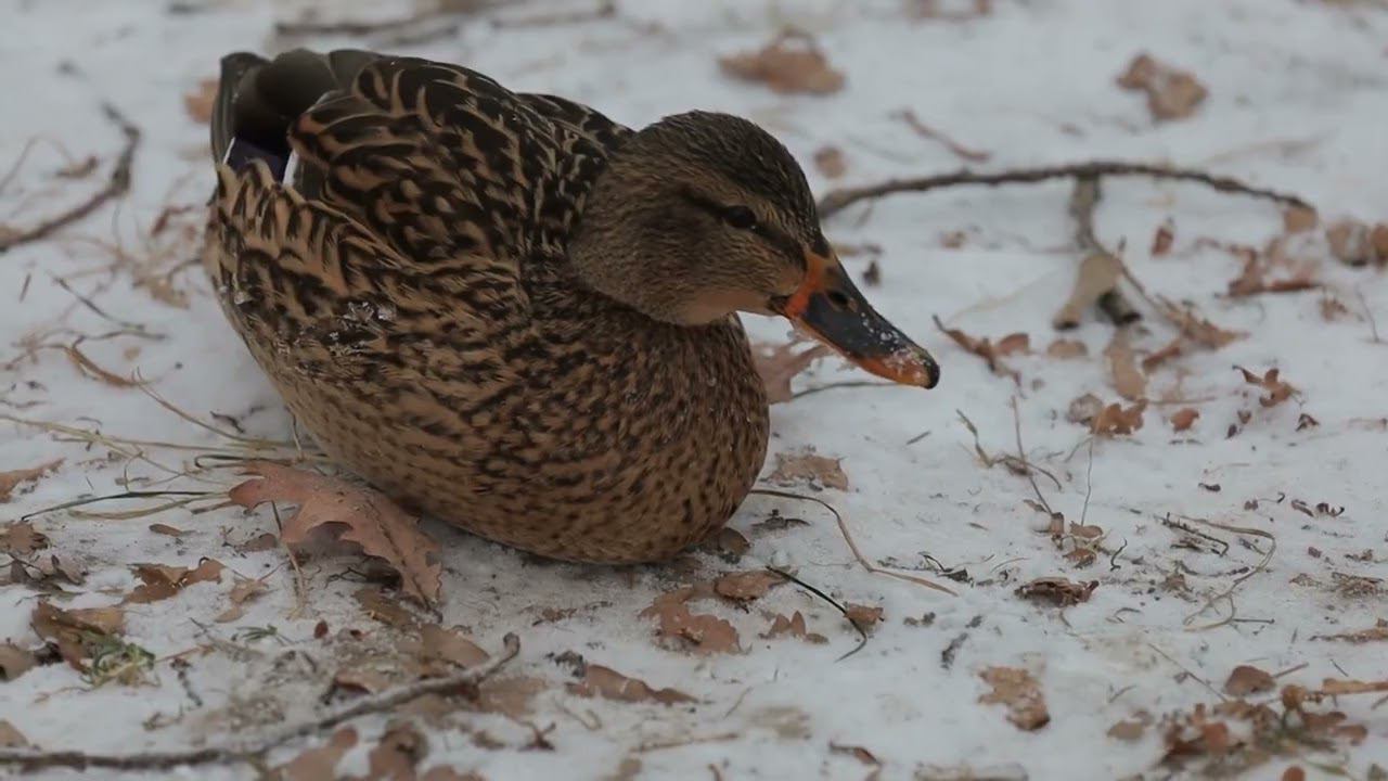 Красное Село. Утки в парке и сравнение оптики. 03.12.2022 г. смотреть онлайн