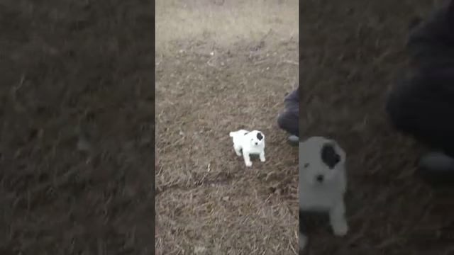 Месячный щенок вулкан алабая смотреть онлайн