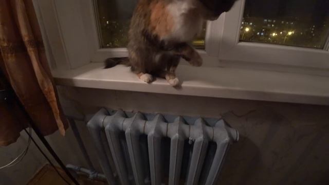 Кошка кусает руку и играет с ней. Приколы. Маленький лев. Cat смотреть онлайн