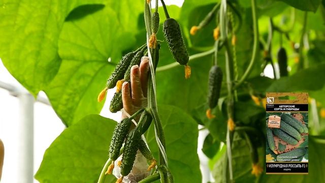 Раннеспелый и суперурожайный - изумрудная россыпь f1 смотреть онлайн