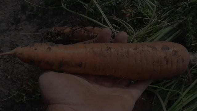 Обзор сорта моркови 
