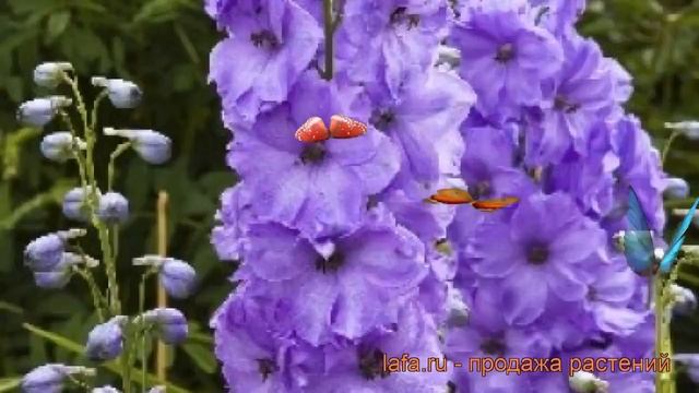 Дельфиниум высокий Майти Атом ? обзор: как сажать, саженцы дельфиниума Майти Атом смотреть онлайн