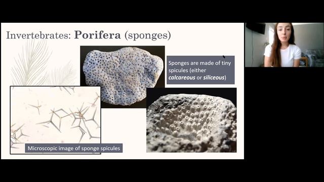 Fossil Preservation Modes and Major Invertebrate Groups | GEO GIRL смотреть онлайн