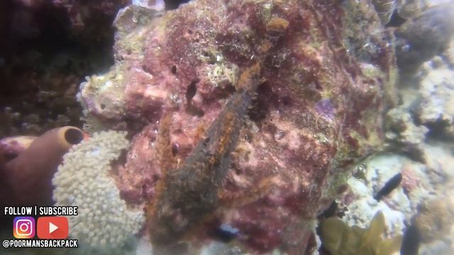 Pescador Island's INCREDIBLE Marine Life in Moalboal | Scuba Diving | Cebu Philippines Travel Guide смотреть онлайн
