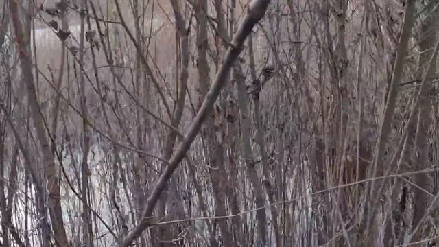 Треш...Шок мой...Венгерская выжла в воде.1 декабря.Фазан.Вот и диванная собака? смотреть онлайн