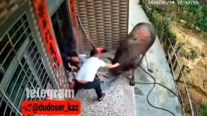 Бык напал на женщину с ребенком