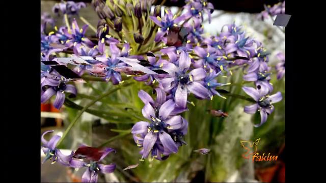 2009 Niederlande. Keukenhof. Парк цветов смотреть онлайн