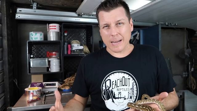 STOP your Snake from Pushing its Face смотреть онлайн