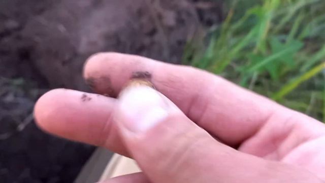 Даже мошкара не прогонит ,когда очень хочется копать монеты!!! смотреть онлайн