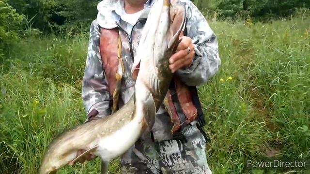 Клёвое место, один крупнячок. Рыбалка в Светлогорске на Березине смотреть онлайн