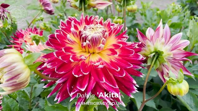 Dahlia 'Akita' - FarmerGracy.co.uk смотреть онлайн