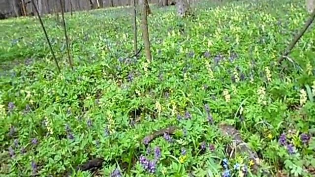 ВЕСЕННЯЯ КРАСОТА ЛЕСА 2018 года смотреть онлайн