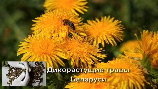 Корень одуванчика, дикорастущие травы. смотреть онлайн