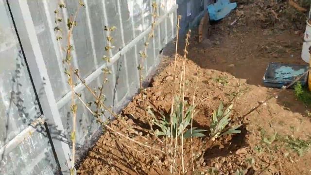 Дача с нуля Выпуск 11. Сезон 2020 смотреть онлайн