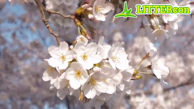 Звуки природы, пение птиц, звуки леса для релаксации | Sounds of nature, birds singing, relaxing смотреть онлайн