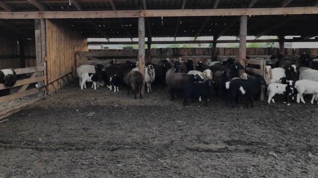 Овцы на пастбище ? смотреть онлайн