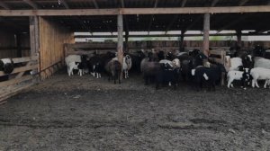 Овцы на пастбище ?