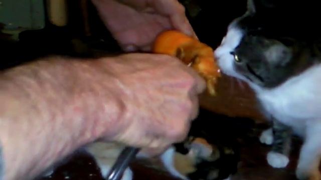 кошки и хурма смотреть онлайн