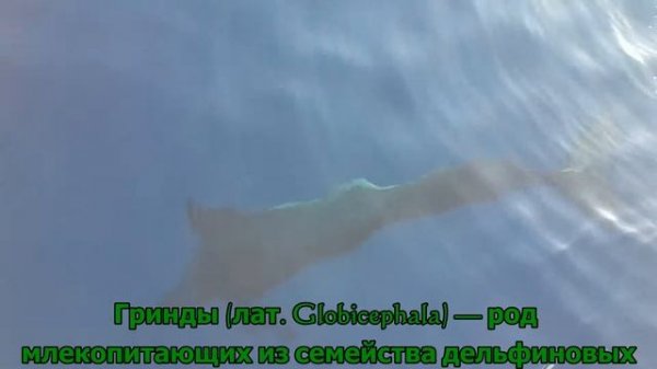 Гринды Киты (Grind Whale) Tenerife