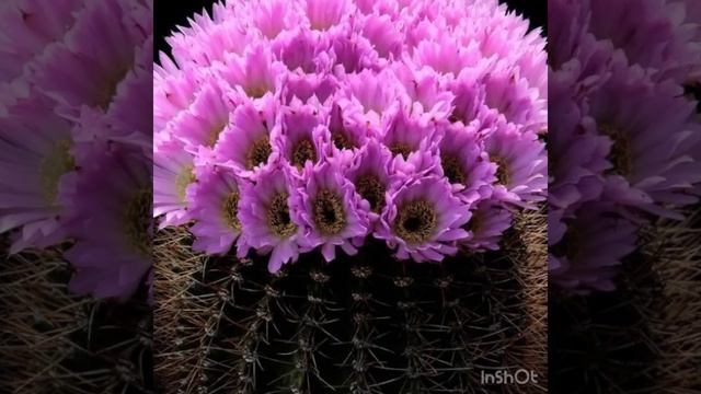 Стихи о цветах смотреть онлайн