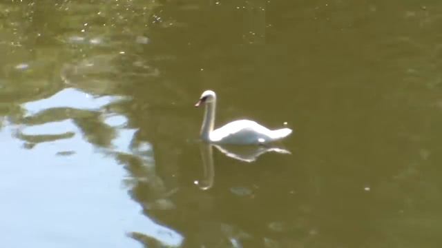 Одинокий лебедь смотреть онлайн