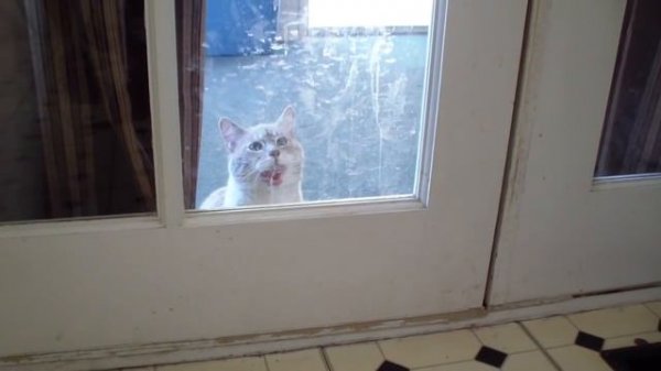 Talking Kitty Cat 30 - Demon Cat