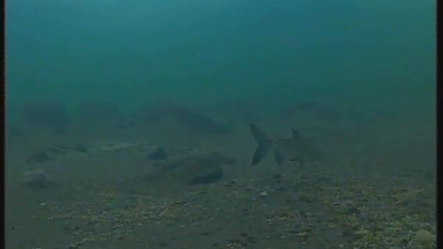 Рыбалка. Пыжьян. р.Собь смотреть онлайн